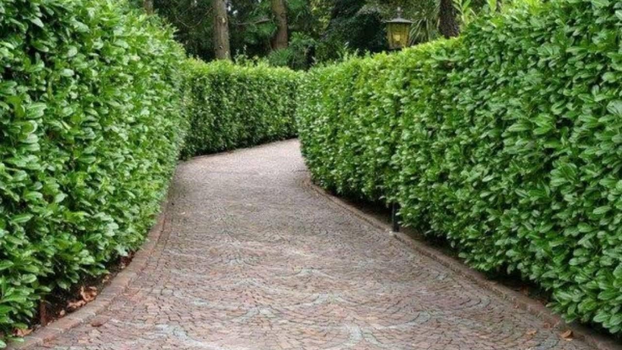 4 أشجار البزروميا لتسوير المنازل والحدائق للحفاظ على الخصوصية أشجار طبيعية حية لعمل سور - صورة 6