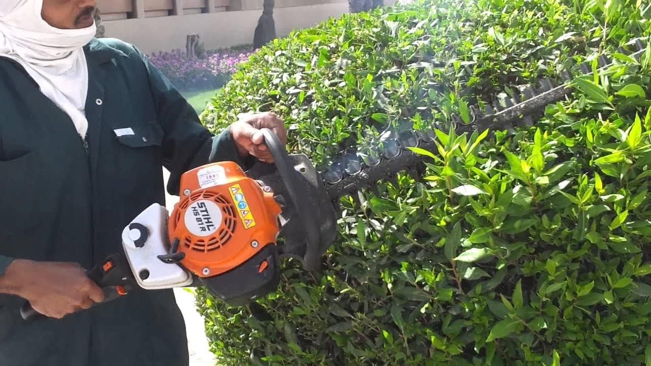 4 أشجار البزروميا لتسوير المنازل والحدائق للحفاظ على الخصوصية أشجار طبيعية حية لعمل سور - صورة 7