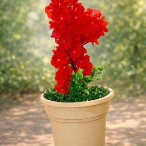 بوت ورد كبيرة بيج