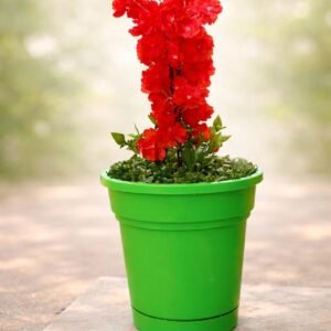 بوت ورد كبيرة أخضر